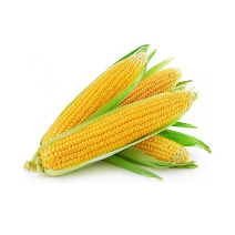 CORN